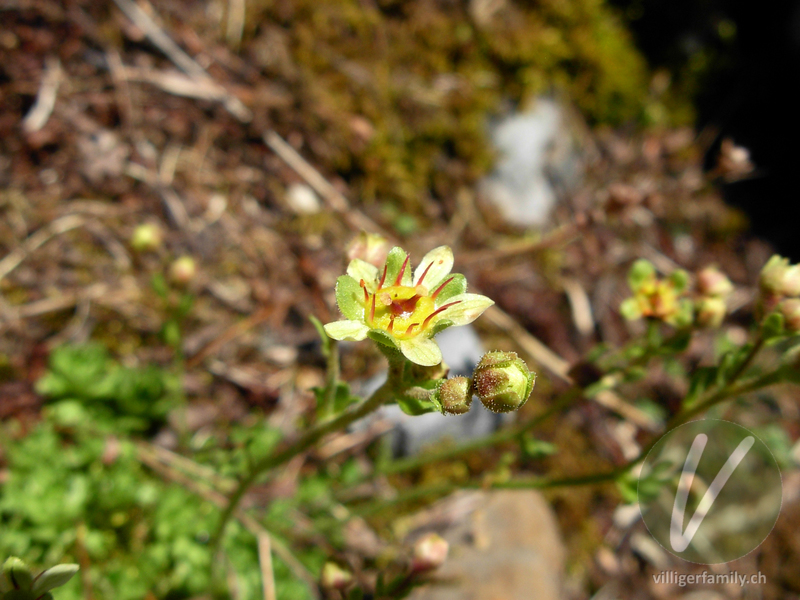 Moschus-Steinbrech: Übersicht